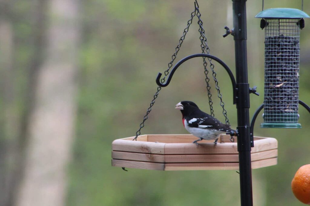 A male Rose-breasted Grosbeak perches on a wooden tray feeder beside a seed feeder.