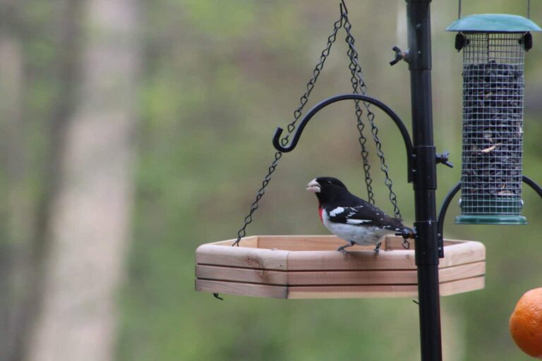 A male Rose-breasted Grosbeak perches on a wooden tray feeder beside a seed feeder.