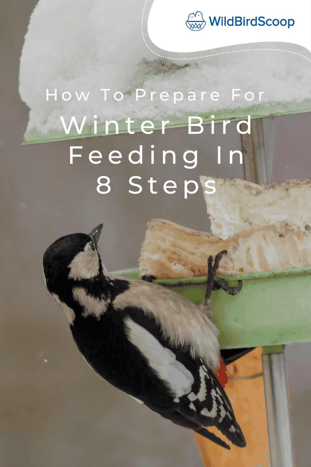 Winter Bird Feeding - How To Feed Your Bird During Winter In 8 Steps
