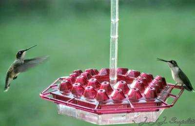 2 female ruby throated hummingbirds dining together