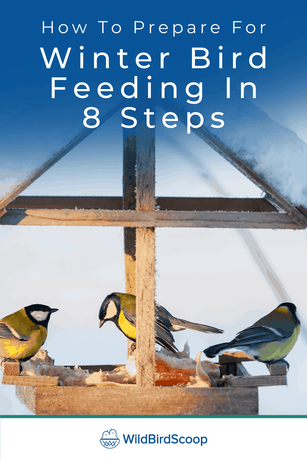 Winter Bird Feeding - How To Feed Your Bird During Winter In 8 Steps