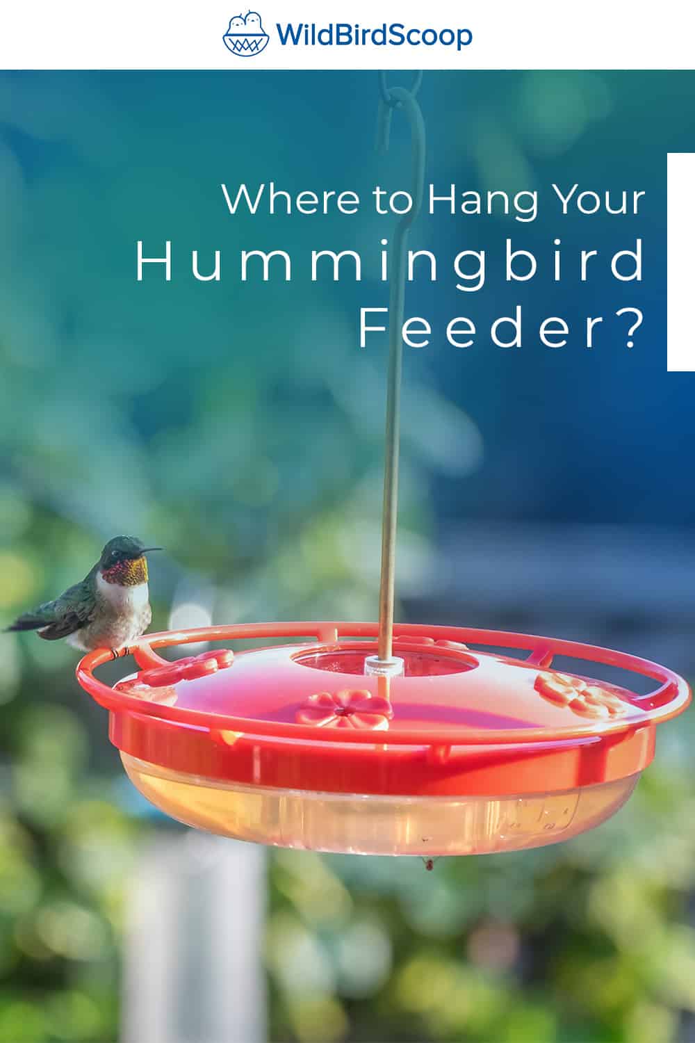 Best Place To Hang Your Hummingbird Feeder 