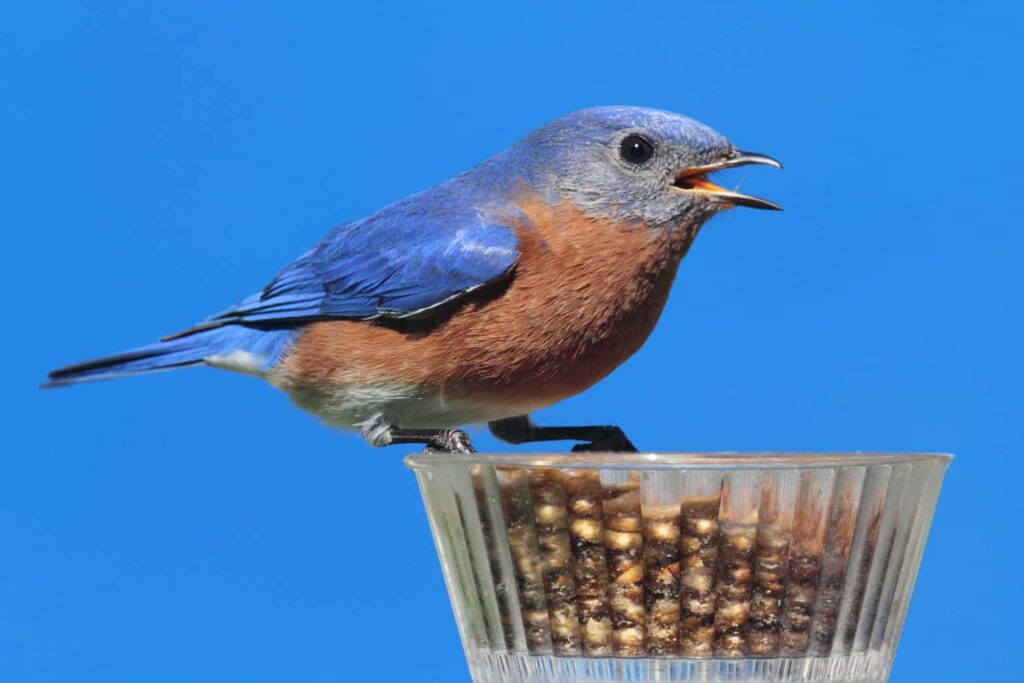 Best Bluebird Feeders
