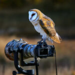 Bird Photography