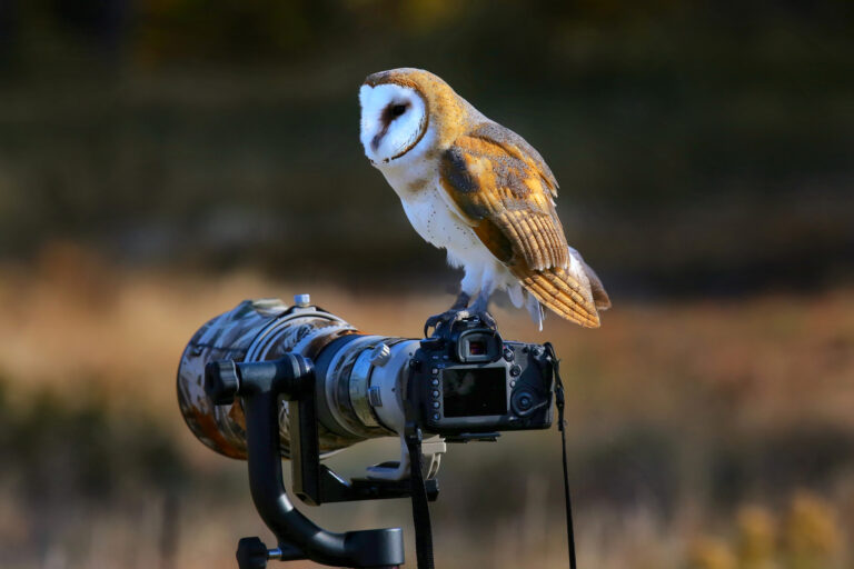 Bird Photography