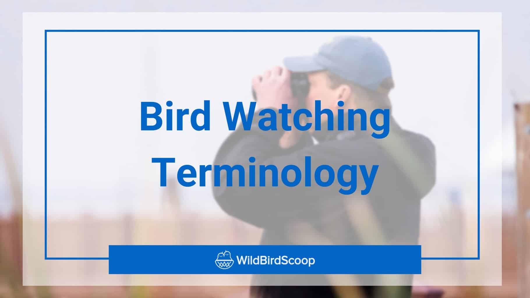 Bird Watching Terminology