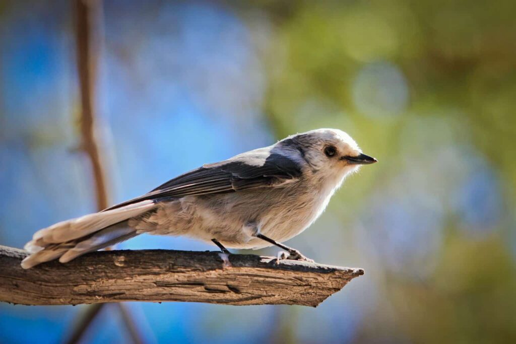 Canada State Bird