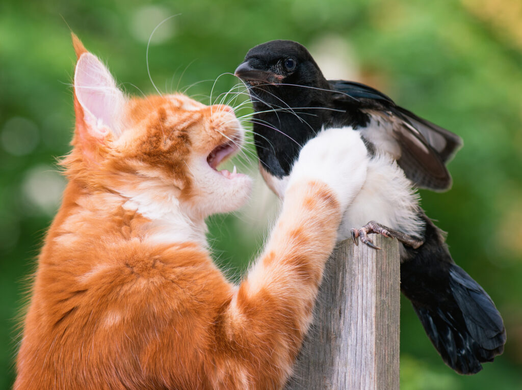 Cats Leading Cause of Bird Deaths in North America