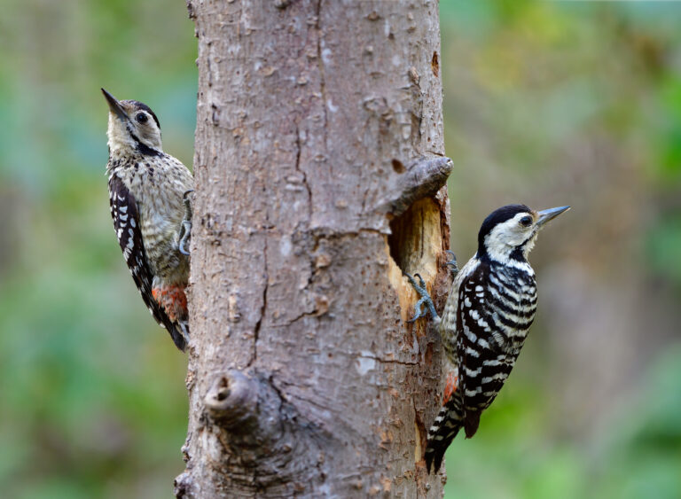 Dead Trees Or Snags Support A Plethora Of Wildlife