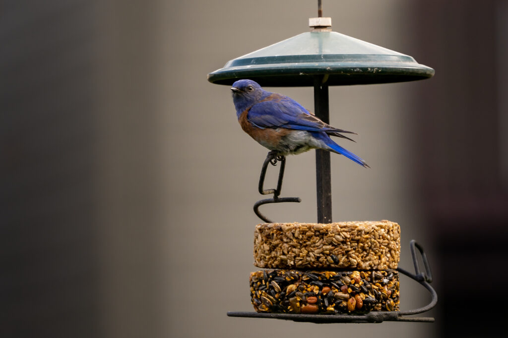 Eastern bluebird on a bird feeder