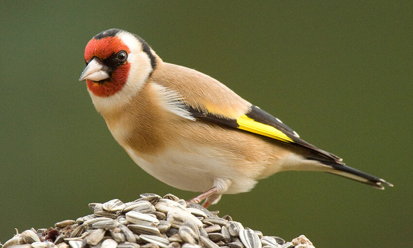 A European Goldfinch standing on a pile of seeds. 
