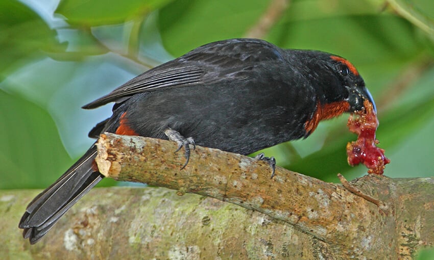 A Greater Antillean Bullfinch perched on a large tree branch eating some food. 