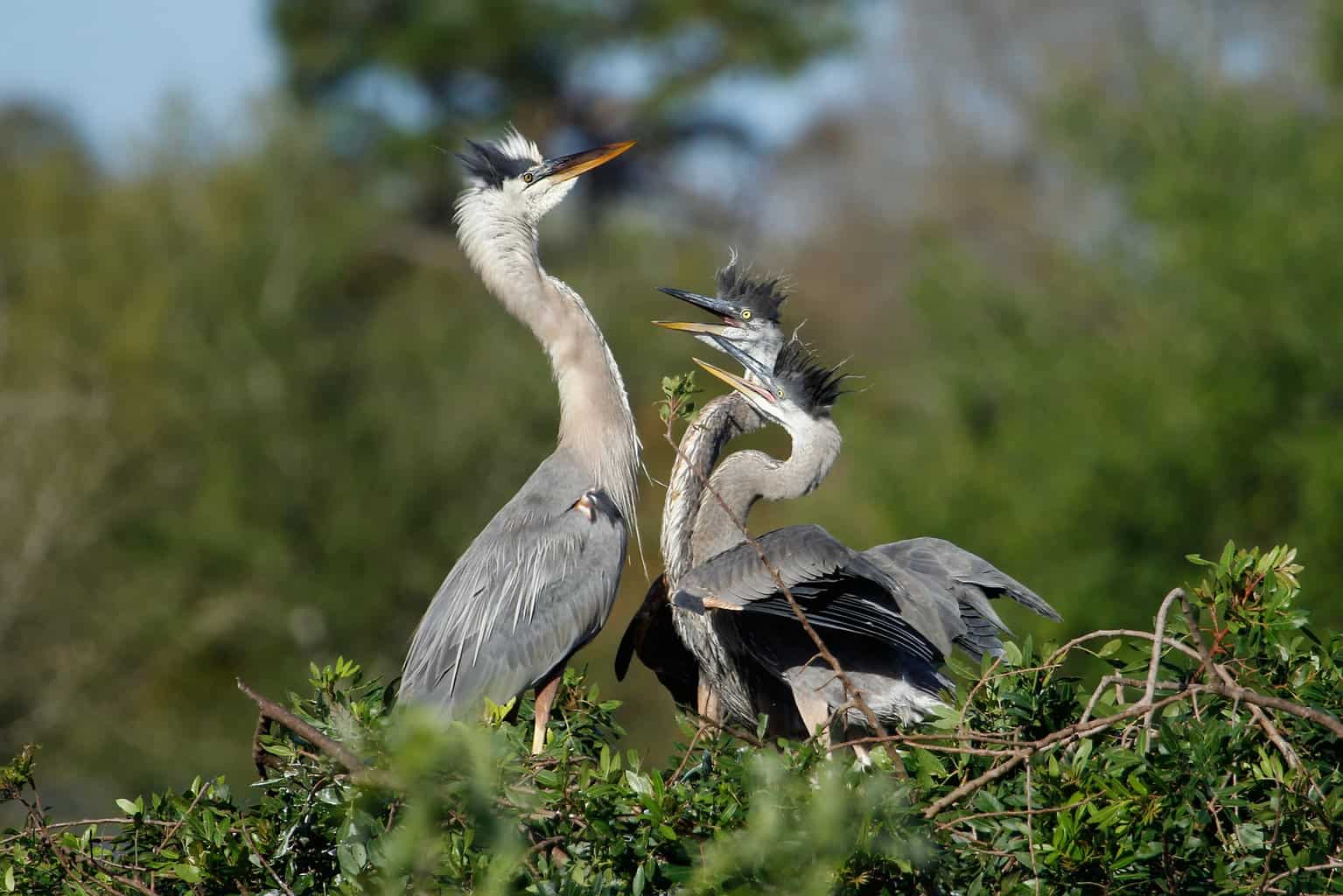 Great blue heron (Ardea herodias) in the nest with chicks