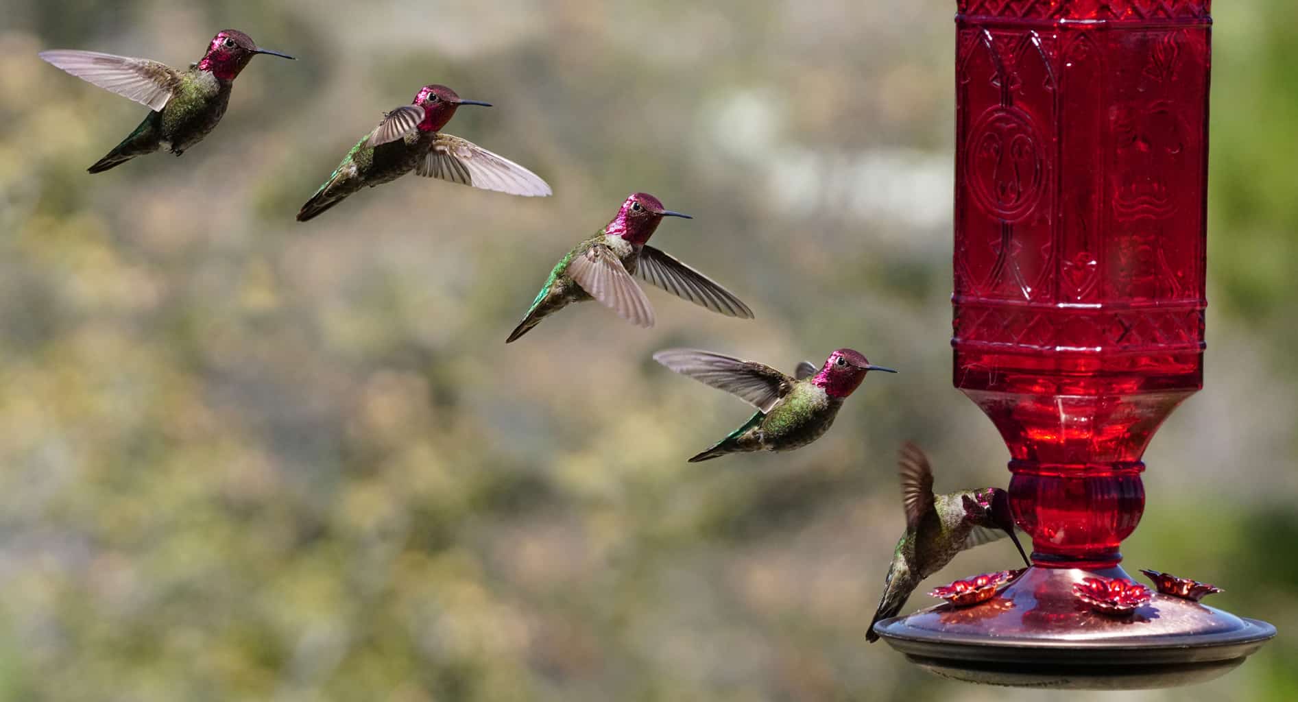 5 quick tips to remember when positioning your hummingbird feeder
