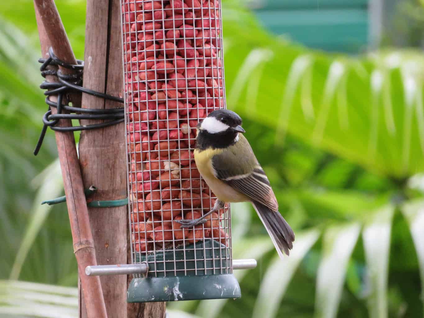 How To Choose The Right Bird Feeder