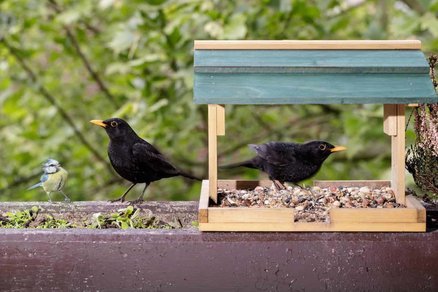 How To Stop Blackbirds At Feeders