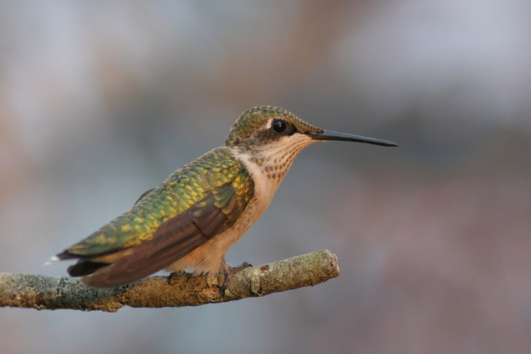 A green-backed hummingbird perches on a thin branch with a soft background.