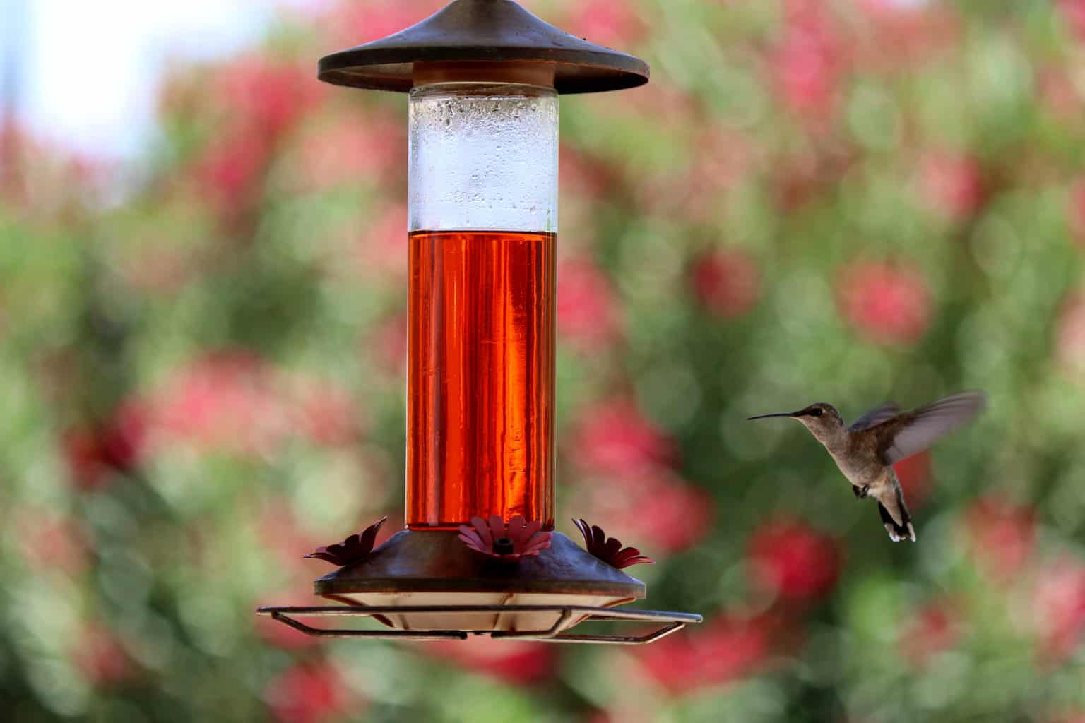 Where to place a hummingbird feeder in your backyard – 5 essential tips