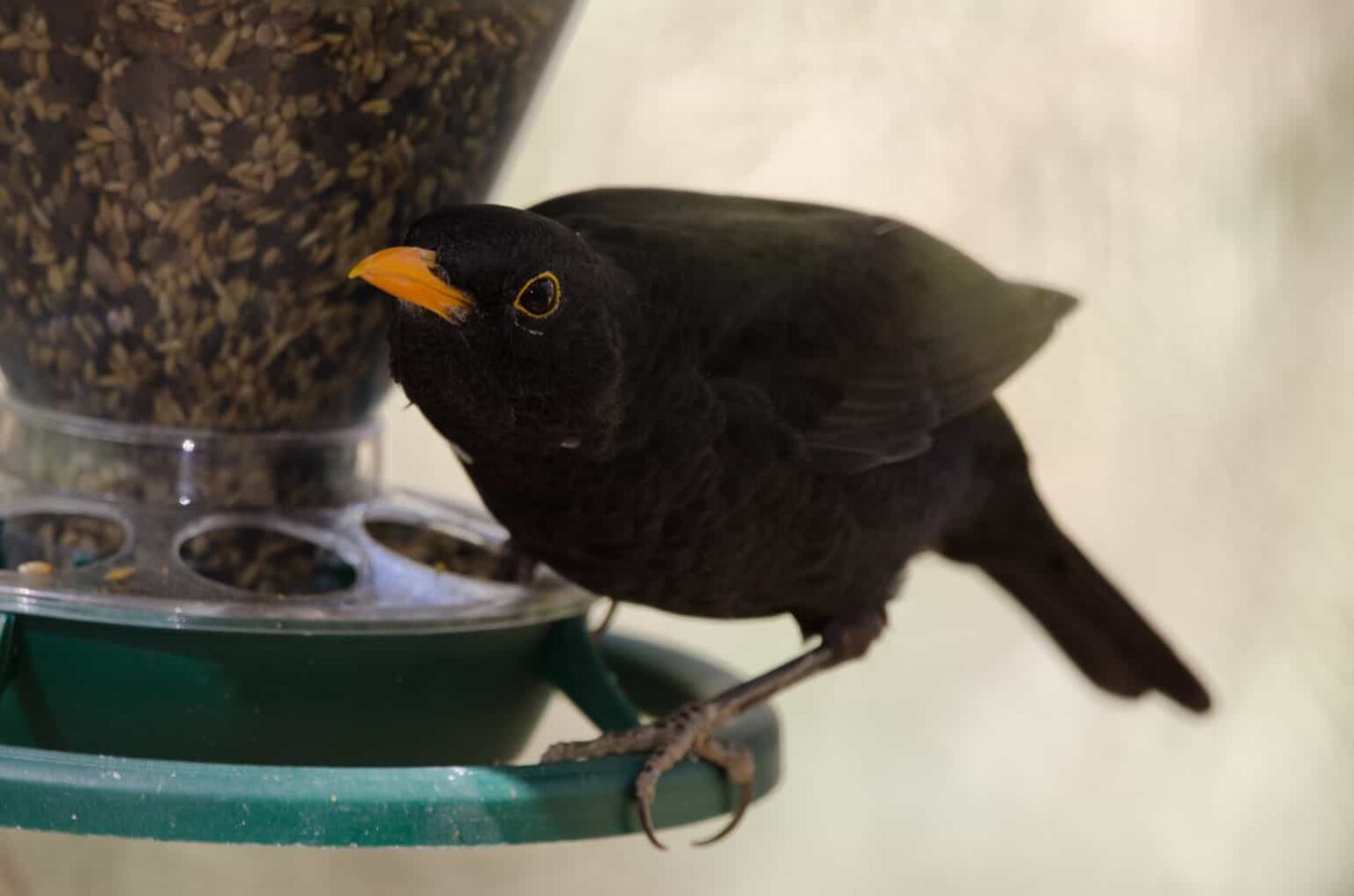 Best Blackbird Bait For Livestock Feedlots