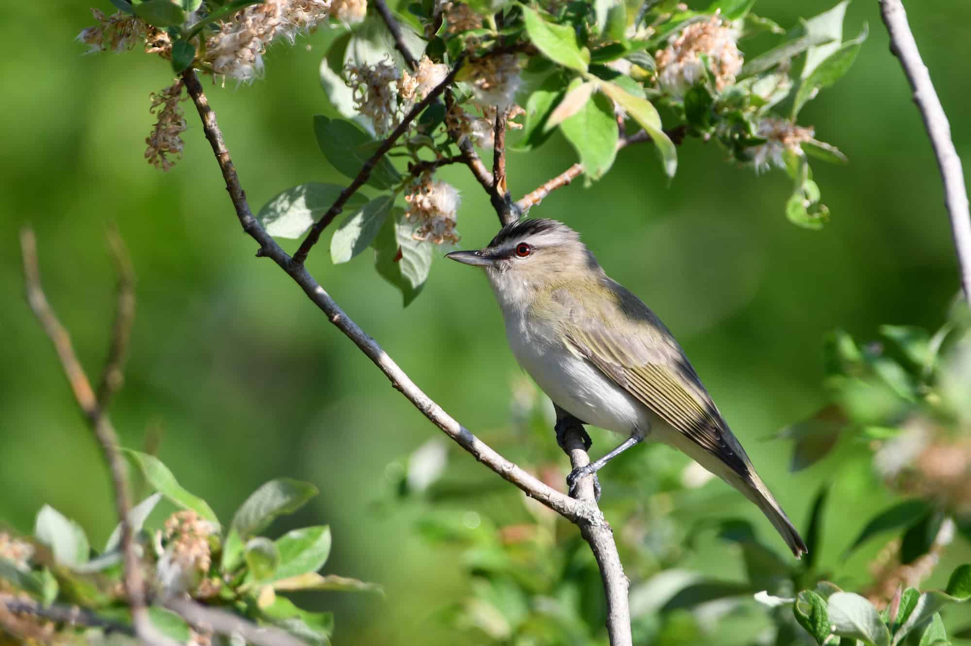 Red Eyed vireo