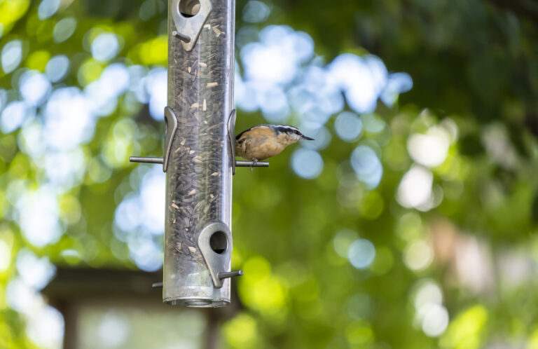 Red-breasted Nuthatch Perched on a Backyard Bird Feeder Filled with Black Oil Sunflower Seeds