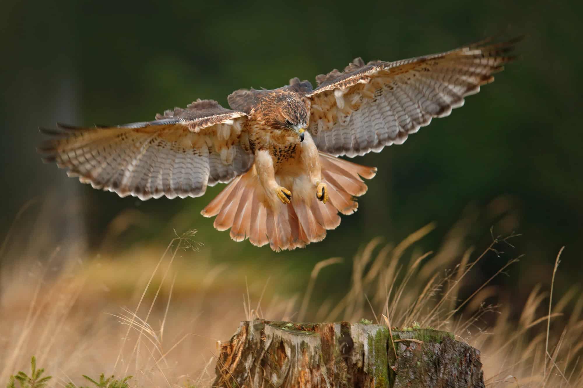Red-tailed hawk
