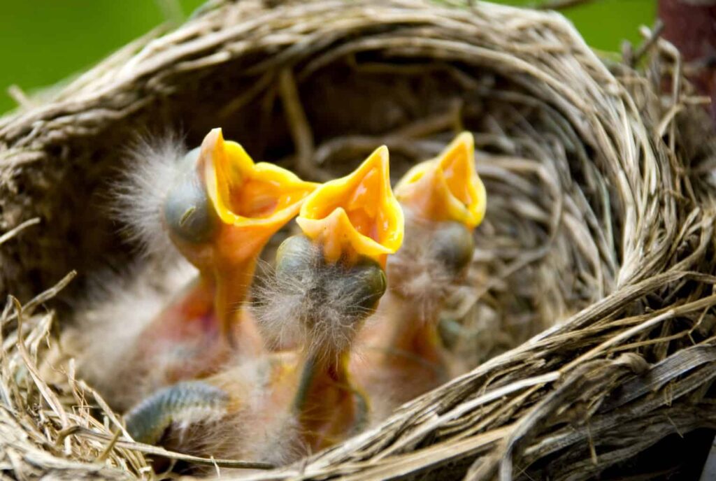 Robin Facts That Sound Fake but Are True 2 Three young robin nestlings in a nest
