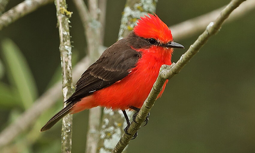 A picture of a vermillion flycatcher perched on a tree branch. 
