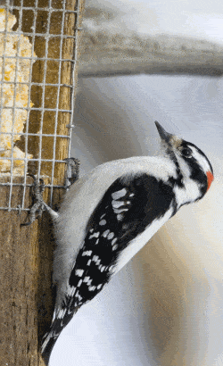 male downy woodpecker at suet feeder