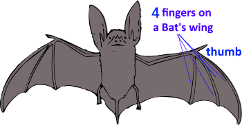 bat wing diagram