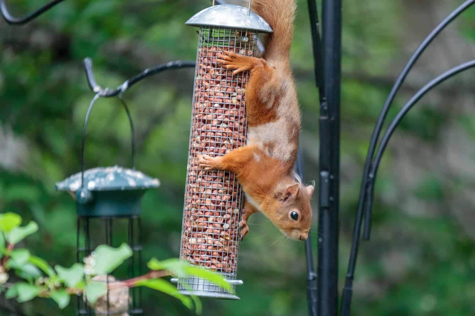 best squirrel proof bird feeder