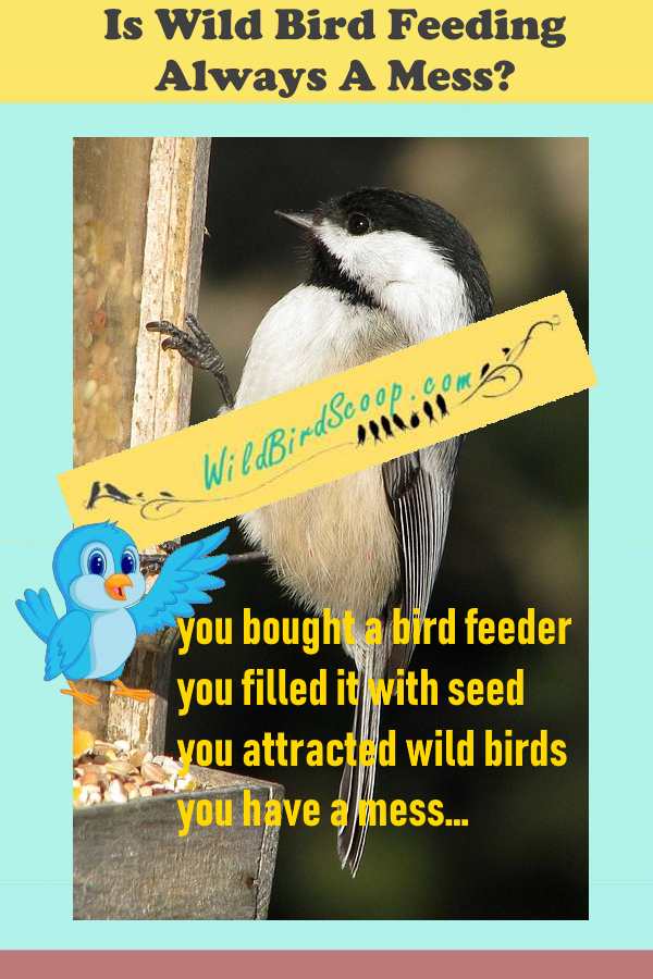 A picture of a bird at a bird feeder. The heading reads 
