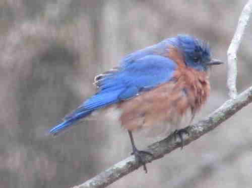 bluebird-in-rain