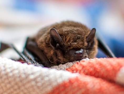 brown bat laying on fabric. 