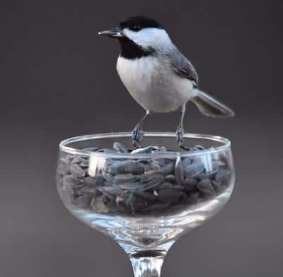 chickadee dining at champagne glass