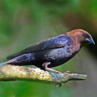 An image of a cowbird sitting on a branch. 