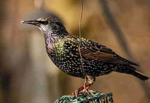 european-starling