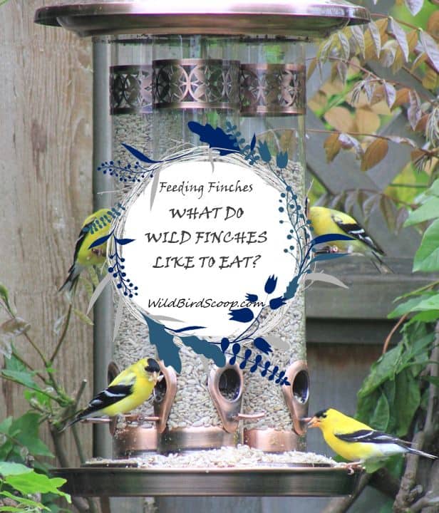A picture of 4 golden finches eating at a bird feeder with text that reads 