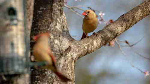 female cardinal waiting for another female cardinal 69at