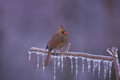 female northern cardinal on icy branch