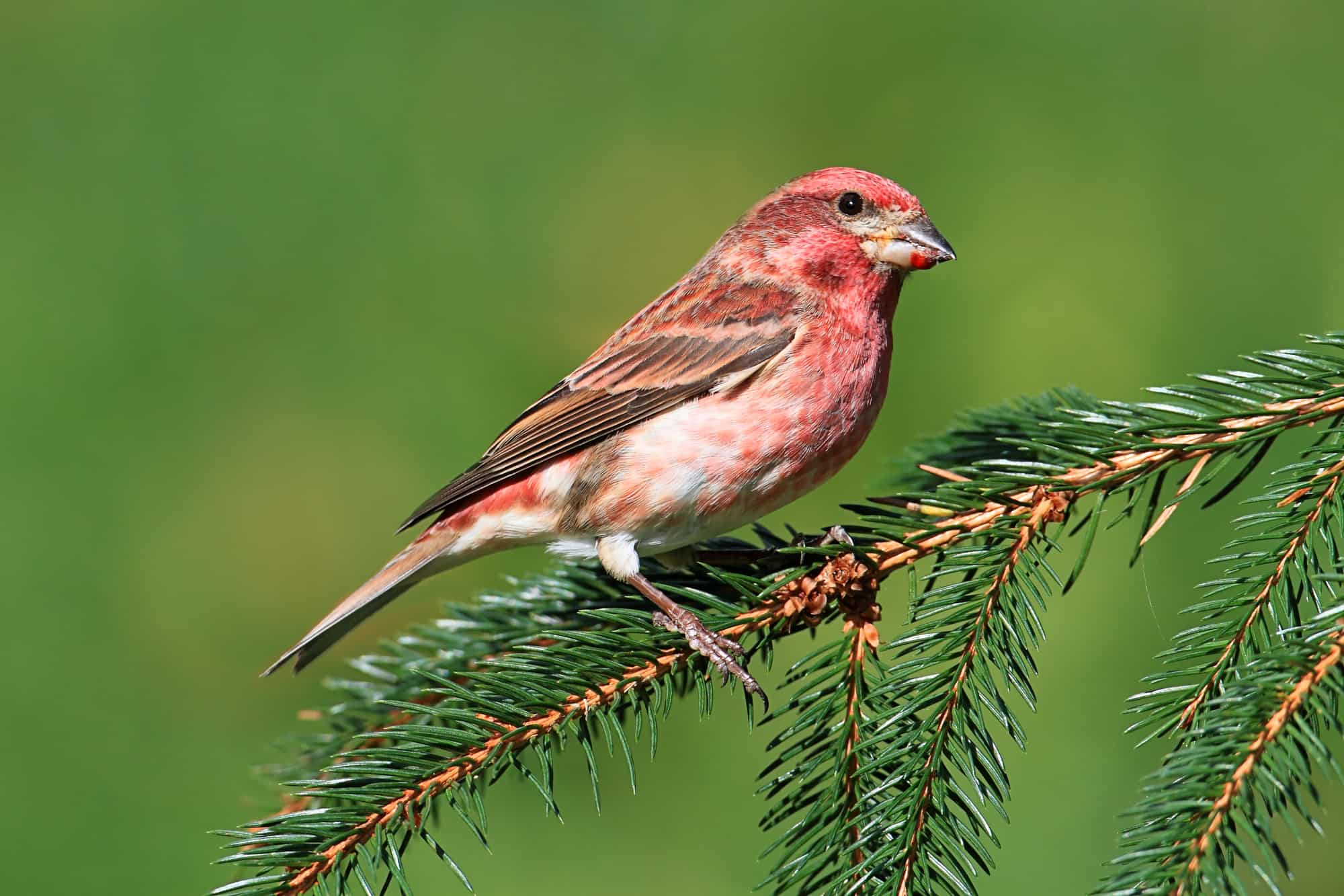 Why Your Finch Sock Turned Into a Bird-Free Zone Last Weekend (The 14-Day Fix)