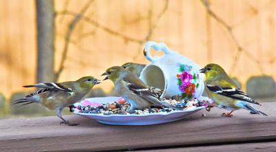 goldfinches dining at cup and saucer