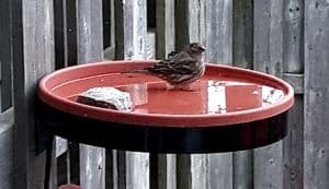heated bird bath attracts small birds
