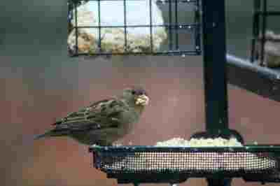 house sparrow eating suet