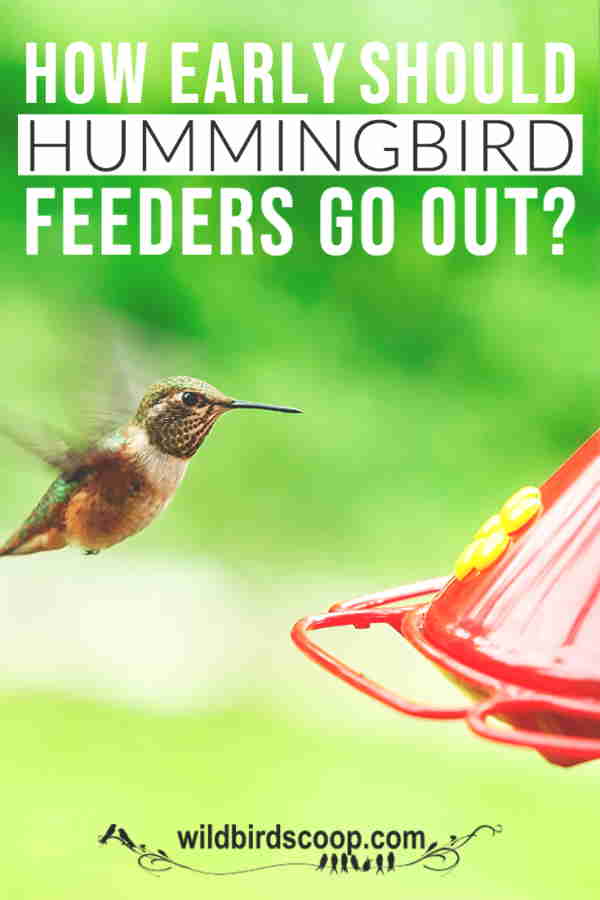 A hummingbird at a hummingbird feeder with text that reads 