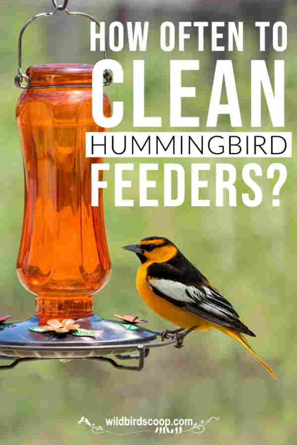 A picture of a bird at a hummingbird feeder with text that reads 