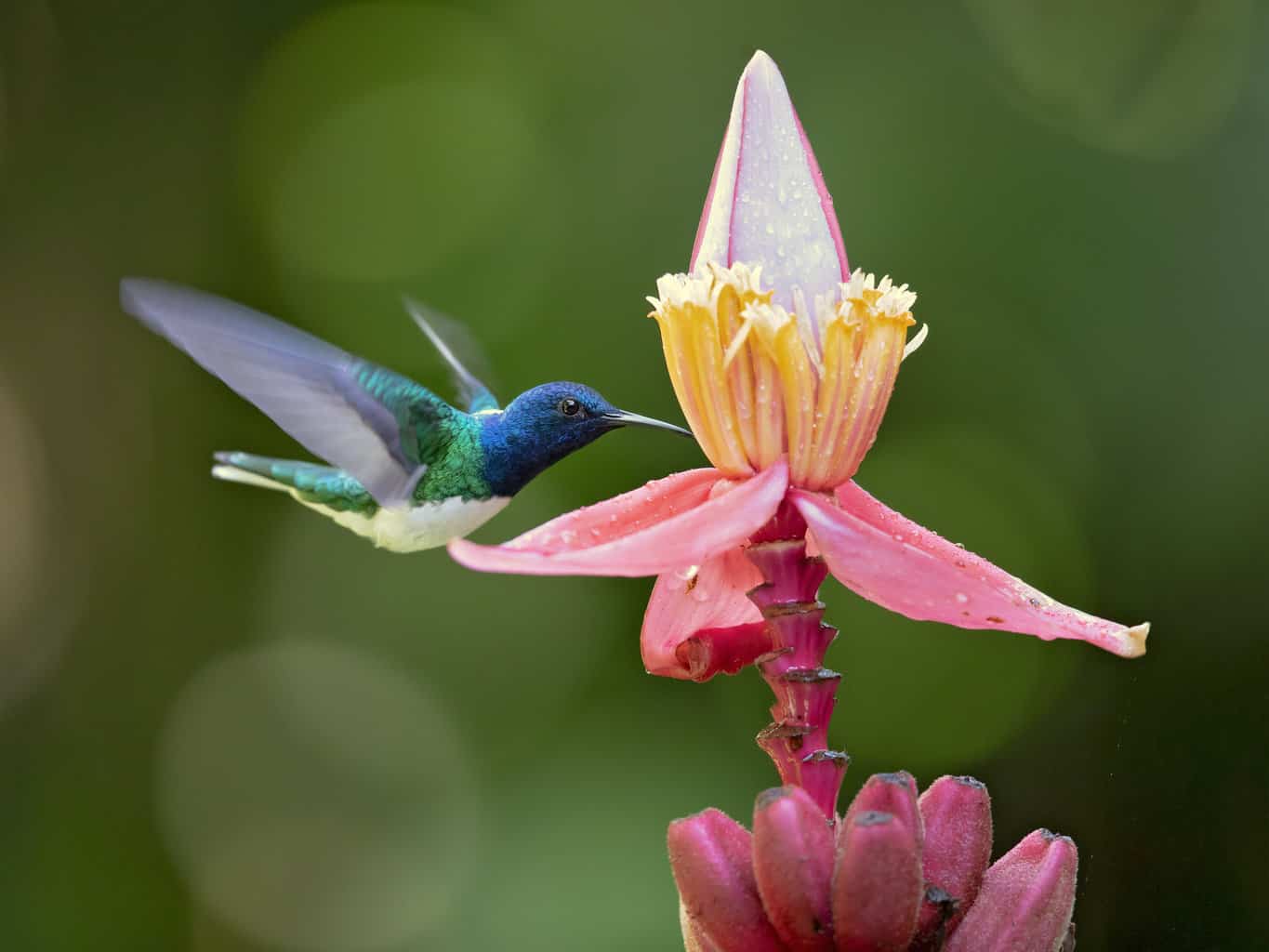 how to attract hummingbirds