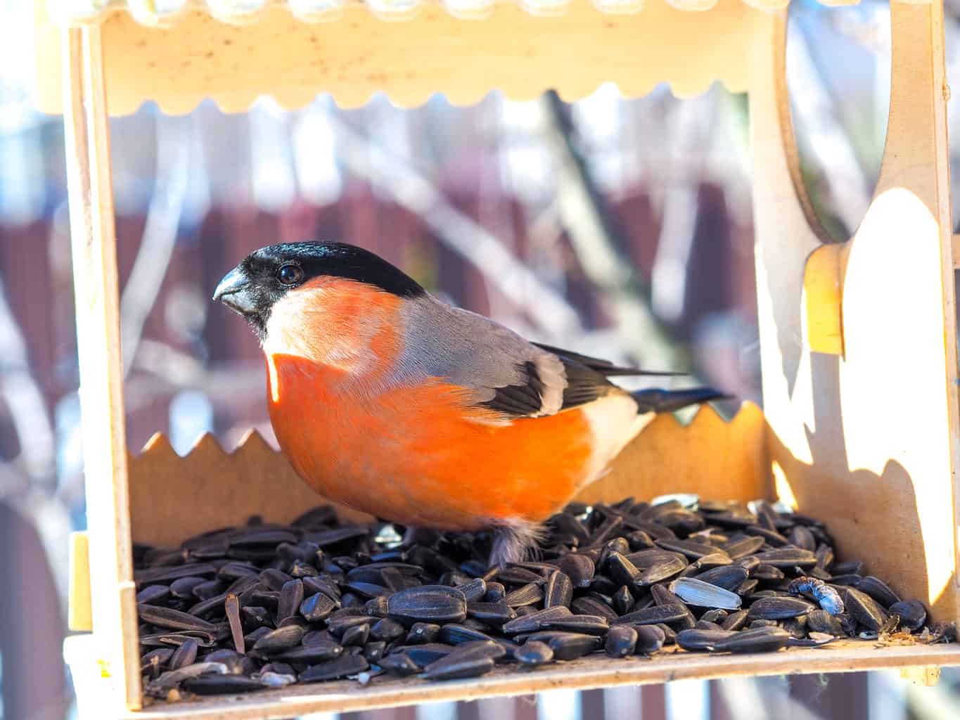 how to clean bird feeders