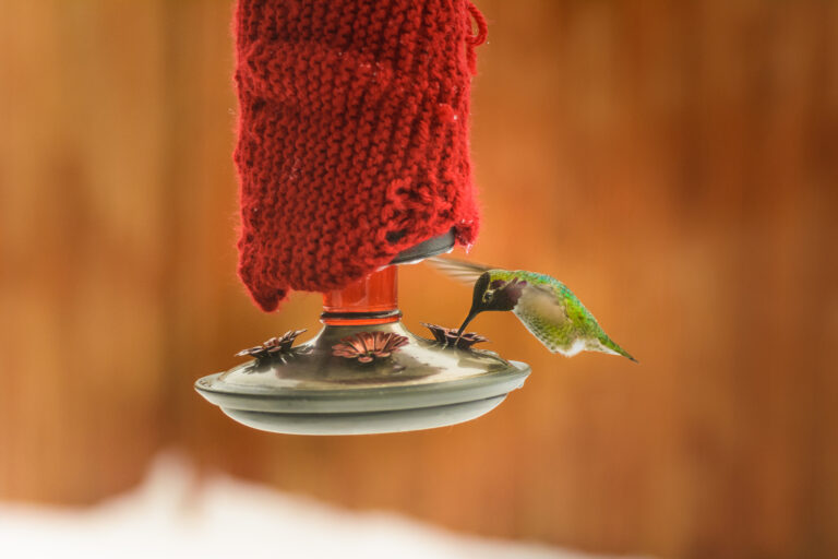 how to keep hummingbird feeder from freezing