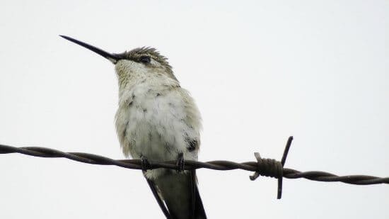 hummingbird perched on barbwire